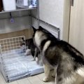 「トイレはそこ！」…