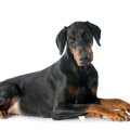 犬の強迫性障害を重…