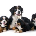 犬の『血統書』って…