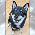 「飼い主さんお仕事…