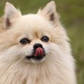 犬が舐めている場所…