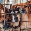 犬の里親になるため…