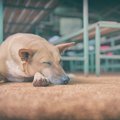 犬のための防災対策…