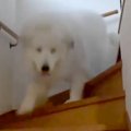 雷が怖くて大パニッ…