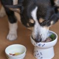 愛犬の健康チェック…