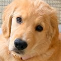 大型犬パピーに『1時…