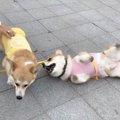 どうしても遊びたい…