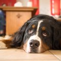 犬が「退屈だなあ」…