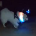 エレクトリカルパレ…