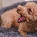 犬にやってはいけな…