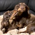 兄犬「妹が強すぎる…