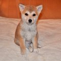 小さく震えていた子…