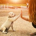 犬の飼い主がやりが…