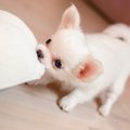 『子犬のしつけ』は…