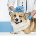 犬が注射を怖がる時…