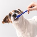 犬が歯磨きを嫌がる…