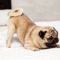犬が壁に頭を押し付…