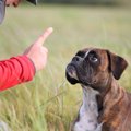 犬が飼い主に『腰を…