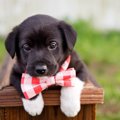 犬を飼う自信がない…