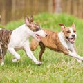 犬を落ち着かせる効…