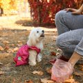 犬のウンチは流す？…