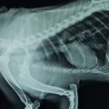 犬の肺がんについて…