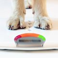 犬が激太りしてしま…