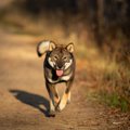 事前の対策を！犬が…