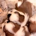 猫が『3匹の赤ちゃん…