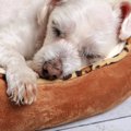 保護犬による保護犬…