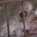 劣悪な子犬工場から…