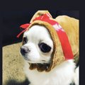 Laylaのわんちゃん占…