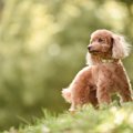 犬の視界どう見えて…