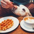 犬連れでも行けるラ…