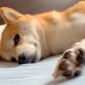 朝、犬が起こしに来…