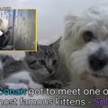 路上生活の小型犬。…