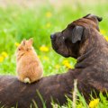 犬との『相性がいい…