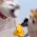 おやつが入ったおも…