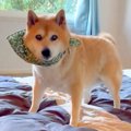 長年、飼い主とベッ…
