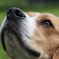 犬に絶対やってはい…