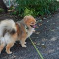 犬と人間『温度の感…
