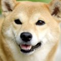 新天皇ご一家の保護…