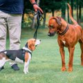 「犬が何を考えてい…