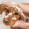 犬が皮膚病になって…