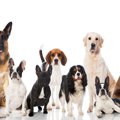 犬種と犬の行動はど…