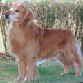 飼いやすい大型犬に…