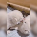 秋田犬赤ちゃんたち…