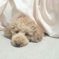 犬と一緒に寝るって…