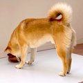 犬が『ひんやりマッ…