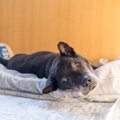 感謝を込めて…老犬の…